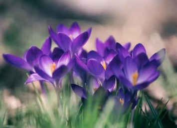 Obituary of Linda Coleman