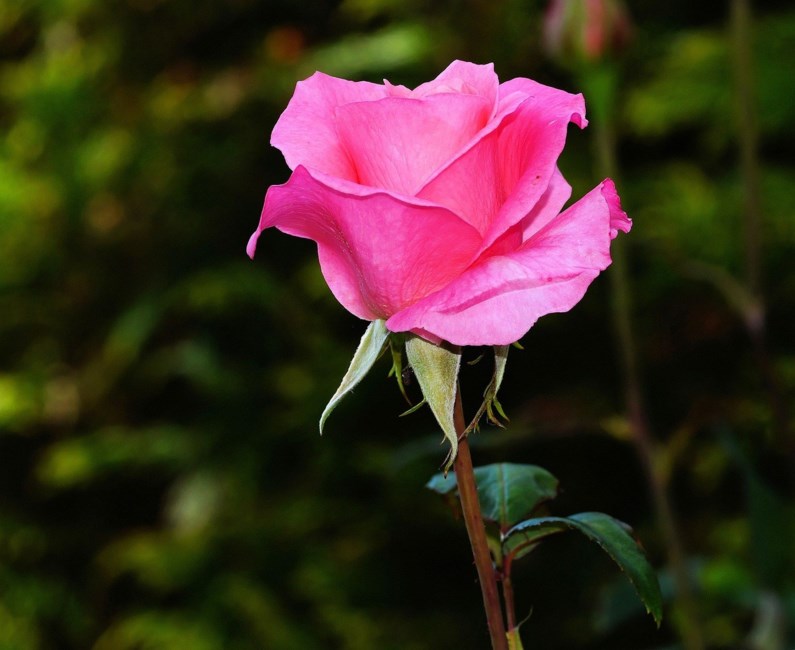 Obituary of Anna L. Roy