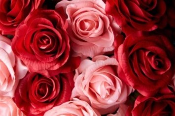 Obituary of Cheryl Lucille Martin