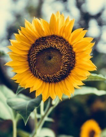 Obituary of Susan Virginia Ijames