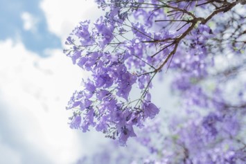 Obituary of Melba Joyce Miller