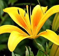 Obituary of Claire B Novey