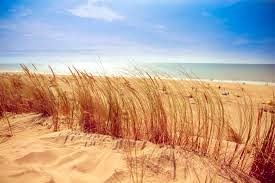 Obituary of Sandra Sue Harmon