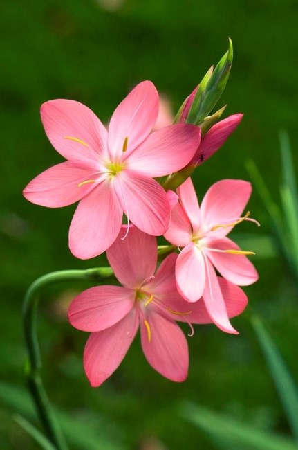 Obituary of Claudette Kaylon Copeland