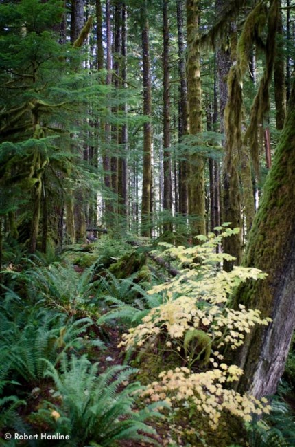 Obituary of Lindsey Marie Young