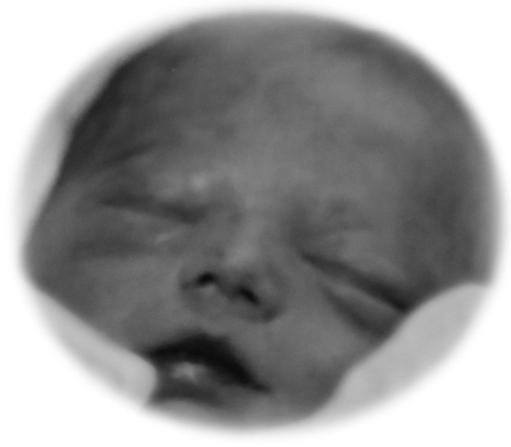 Obituary of Bodhi Vincent DeSantis