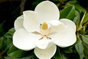 Obituary of Anita Marie Raynette Kiyoko Devera