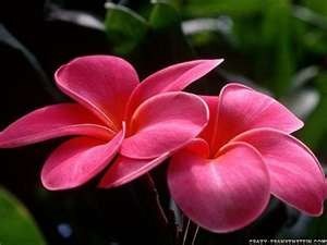 Obituary of Stella Dawson