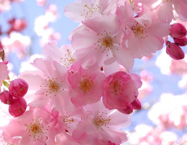 Obituary of Marian A. Toren