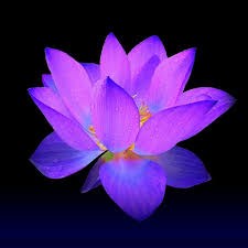 Nancy Liepa Obituary - Deer Park, NY