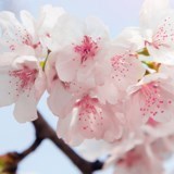 Avis de décès de Denise Mary Giordano