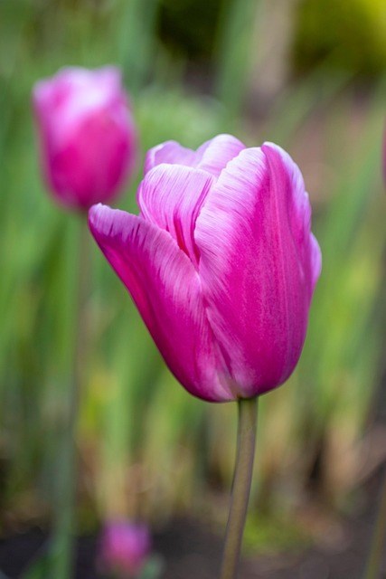 Avis de décès de Anna Maria Boberg
