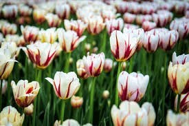 Obituary of Virgil Nortell Bixler