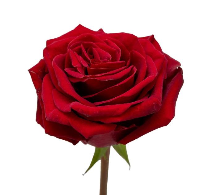 Obituary of Annie Poi-Sheng Wong