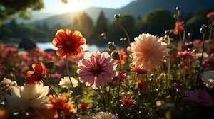 Obituary of Norma Jean Carpenter Nixon