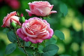 Obituary of Thu Thi Nguyen