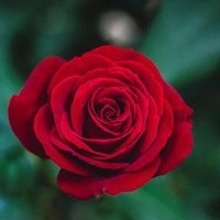 Obituary of Lorrice Fort