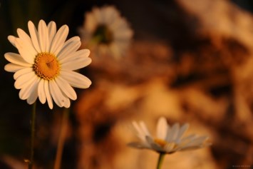 Obituary of Frank Moya Quiroz