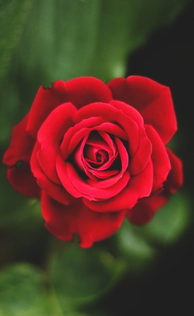 obituary image
