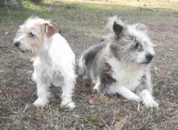 Obituary of Mary Alice White