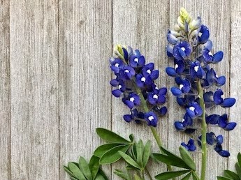 Obituary of Eva Lee Black (Robison) Rogers