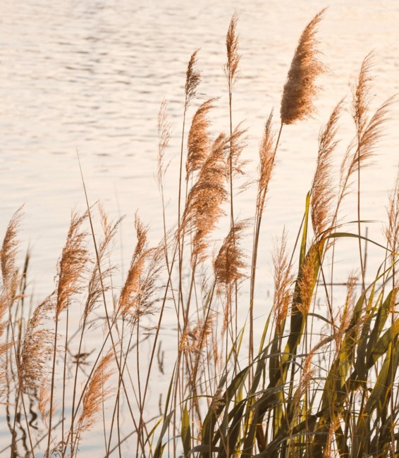 Obituary of Frederick J Diehl