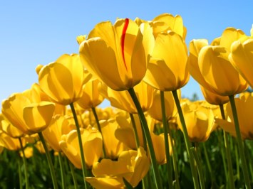 Obituary of Vanessa M. Wells