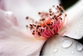 Obituary of Susan M. Nelson