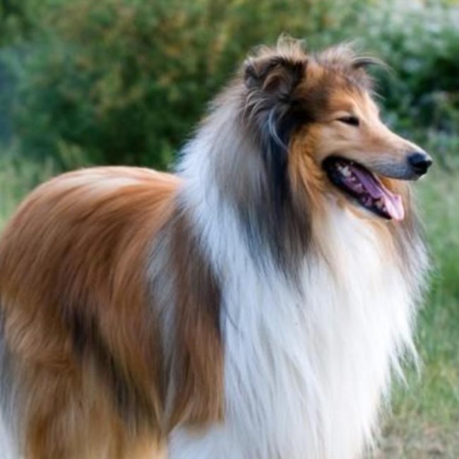 Obituary of Rita Margaret Pandolfo