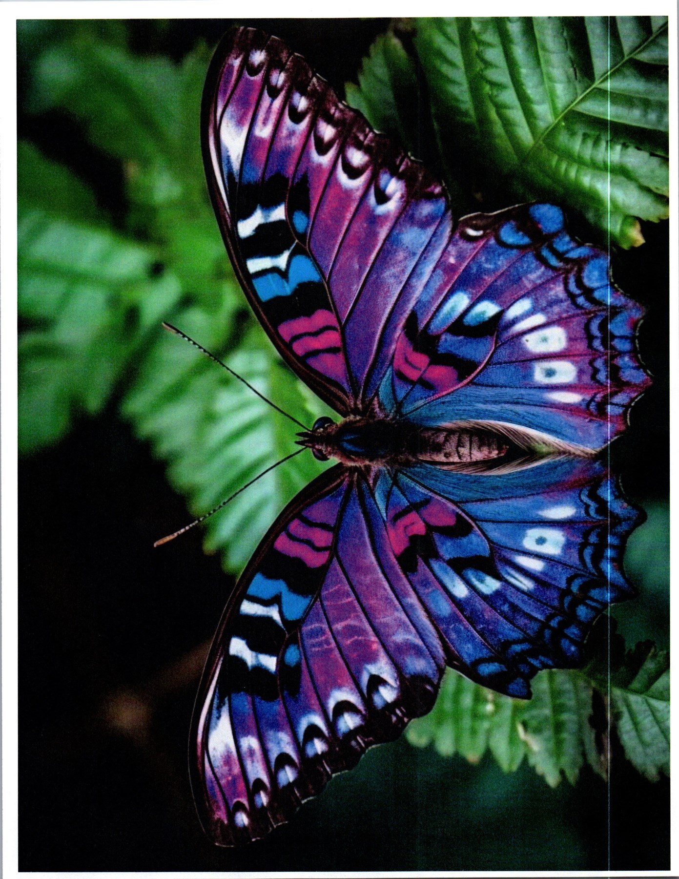 Obituary of Rita Clark