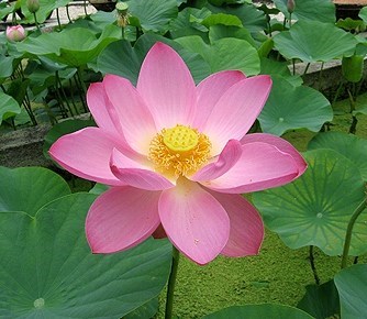 Obituary of Sang Ngoc Le