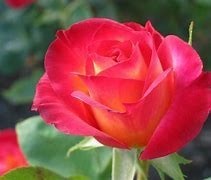 Obituary of Isabel Argueta