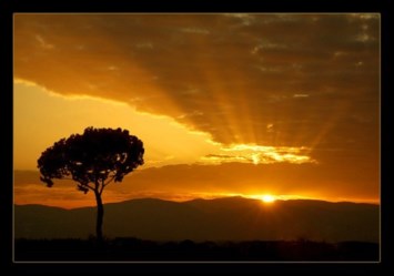 Obituary of Dominic Cuozzo