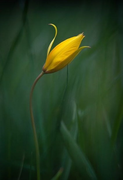 Obituary of Corbin Jerry Wilson