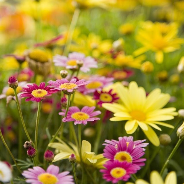 Obituary of Donna Faye Lambert