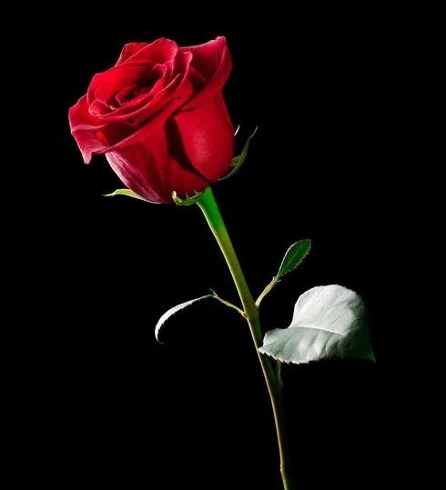 Obituary of George Augusta Basore