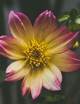 Obituary of Mary Ruth Summerlin