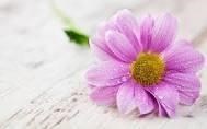 Obituary of Aurora Chavez