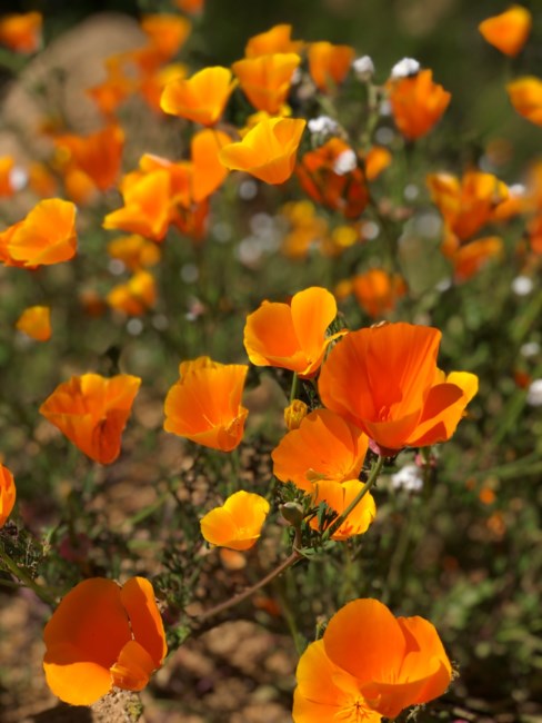 Obituary of Kazuo Fujikawa