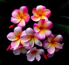 Obituary of Christian Blanche Norfolk