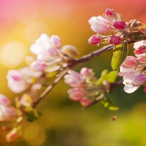 Obituary of Maria Rita Fregosi
