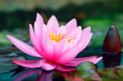 Obituario de Phong Thi Tran