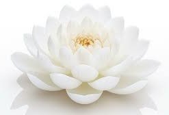 Obituary of Nguyen Son Tran