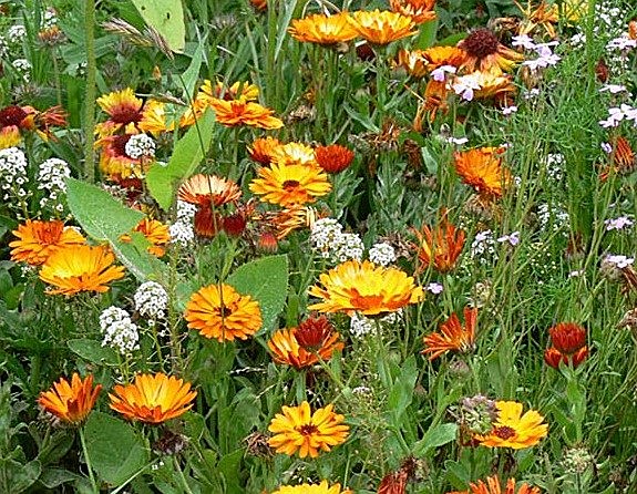 Obituary of Deborah Romero