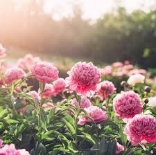 Obituary of Christina Yvonne Castro Garcia