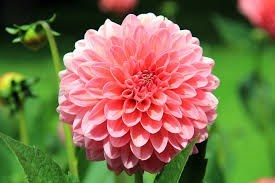 Obituary of Carole A. Kulikowsky
