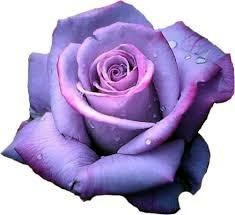 Obituary of Filomena Cavallo