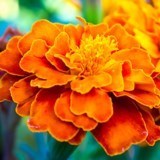 Obituary of Mary Patricia Gomez