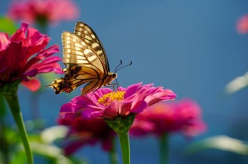 Obituary of Karen Claudia Lutz