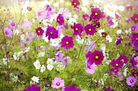 Obituary of Joy E Wilker